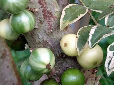 🇧🇷🐯🌴JABUTICABA TIGRADA VARIEGATA🌴🐯🇧🇷