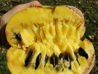 🇺🇸🌀Manga de frio (Paw paw) Amarelo🌀🇺🇸