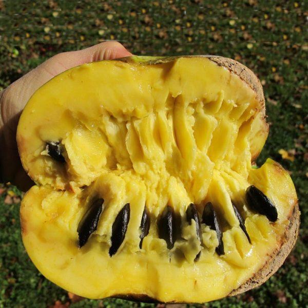 🇺🇸🌀Manga de frio (Paw paw) GIGANTE🌀🇺🇸 - Image 6