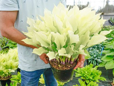 Planta da Hosta Albina (ウルイ)🌿🍣🇯🇵