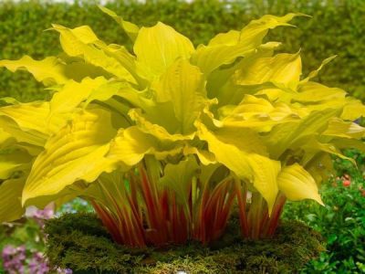 Planta da Hosta de FOGO (ウルイ)🌿🍣🇯🇵