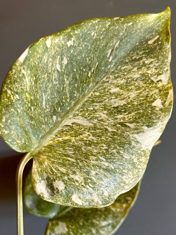 Monstera Constelação (Platinum Mint) - Image 15