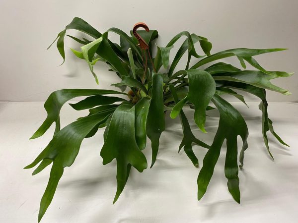 Planta dos Cornos de Alce - Image 3