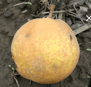 Pereira Hibrida de Pera Gigante Amarela da China🍐😁💚🇨🇳