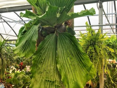 Planta dos Cornos de Veado Gigante de Angola