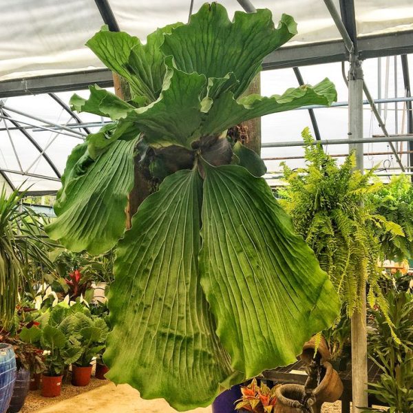 Planta dos Cornos de Veado Gigante de Angola - Image 2