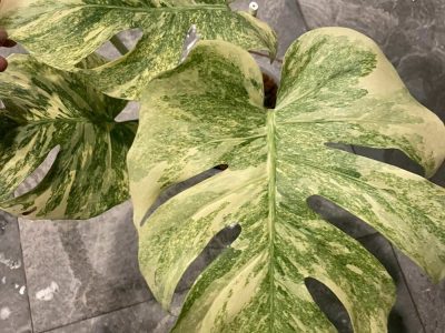 Monstera Constelação (Legacy Mint)
