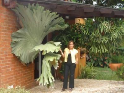 Planta dos Cornos de Veado Gigante de Angola