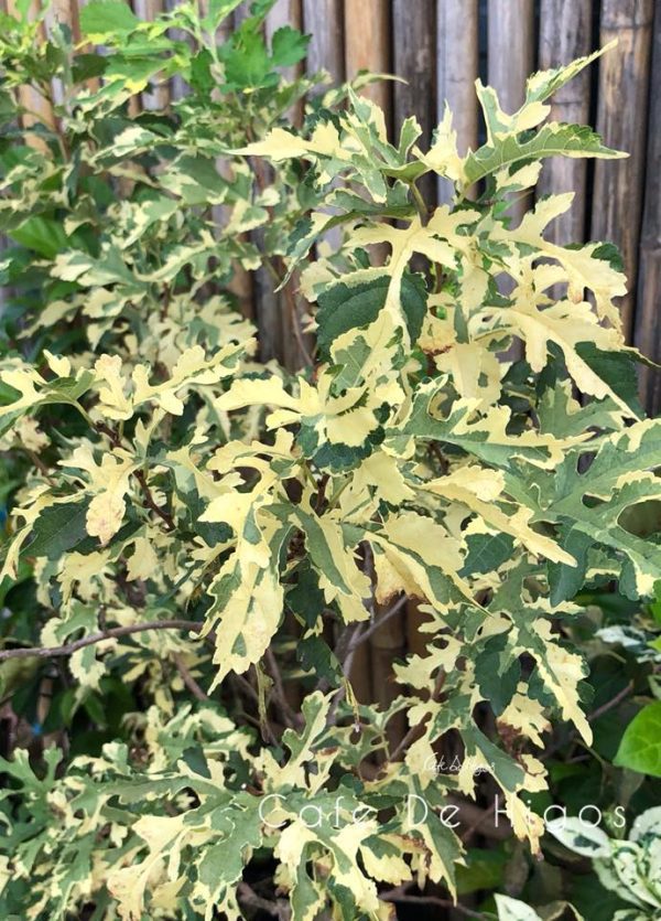 Árvore da amoreira Folha de platano variegata - Image 5