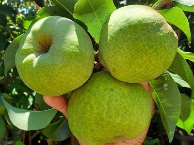 Pereira Hibrida de Pera Gigante Amarela da China🍐😁💚🇨🇳