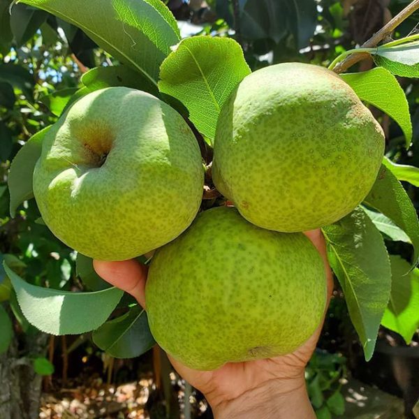 Pereira Hibrida de Pera Gigante Amarela da China🍐😁💚🇨🇳 - Image 2