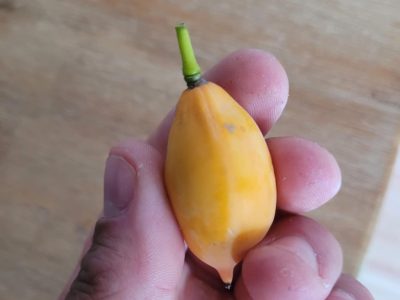 Papaia da de frio de fruto mini