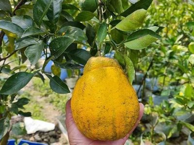 Laranjeira da laranja cabaça do Japão Variegata🍊🩸😁