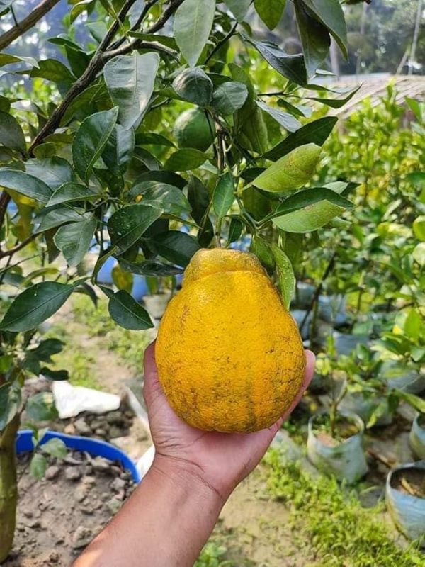 Laranjeira da laranja cabaça do Japão Variegata🍊🩸😁
