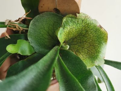 Planta dos Cornos de Veado Australiana