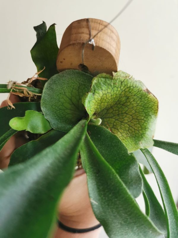 Planta dos Cornos de Veado Australiana - Image 2
