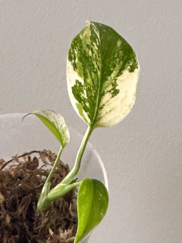 Monstera Constelação Jungle mint - Image 2