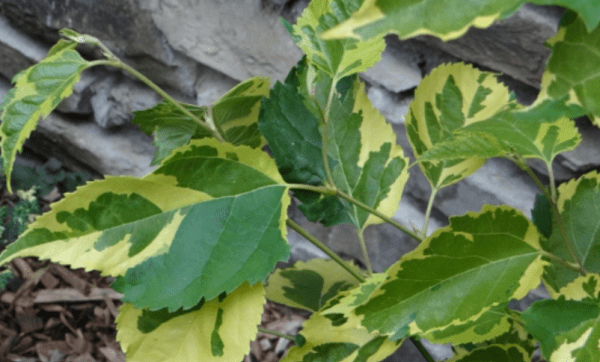Árvore da amoreira de folha tigrada variegata (Morus Alba) - Image 3