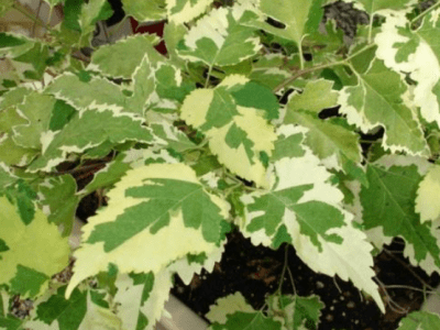 Árvore da amoreira Folha de platano variegata