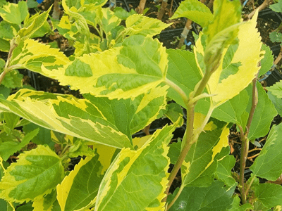 Árvore da amoreira de folha tigrada variegata (Morus Alba)