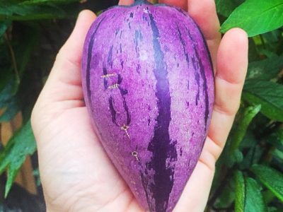 Pêra melão ROXA Tropical