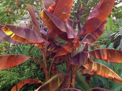 BANANEIRA de folha vermelha Ruby