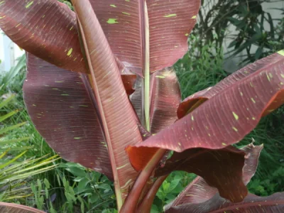 BANANEIRA de folha vermelha Ruby