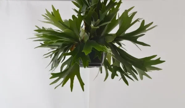 Planta dos Cornos de Alce - Image 6