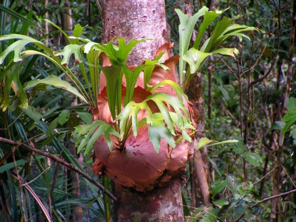 Planta dos Cornos de Veado Australiana - Image 5