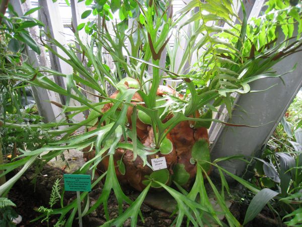 Planta dos Cornos de Alce - Image 5