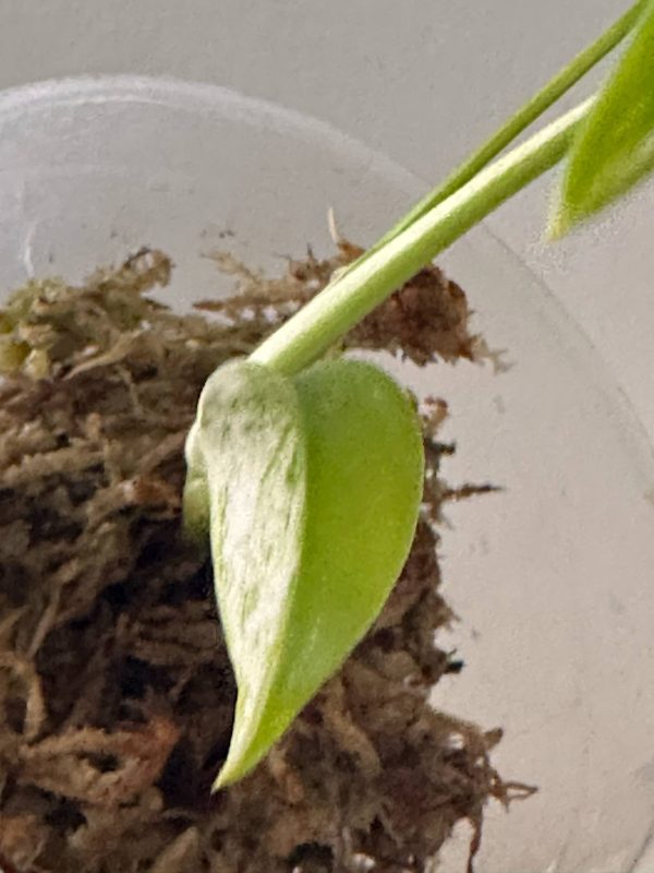 Monstera Constelação Jungle mint - Image 3