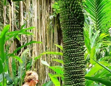 BANANEIRA  das 1000 bananas