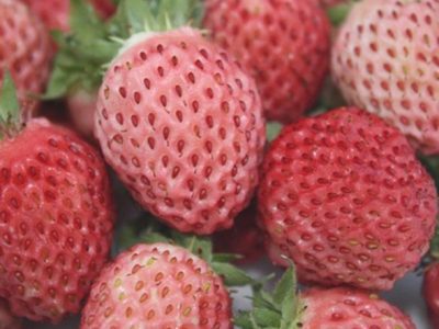 Morangueiros de sabor a pastilha elastica