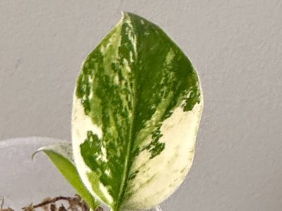 Monstera Constelação Jungle mint