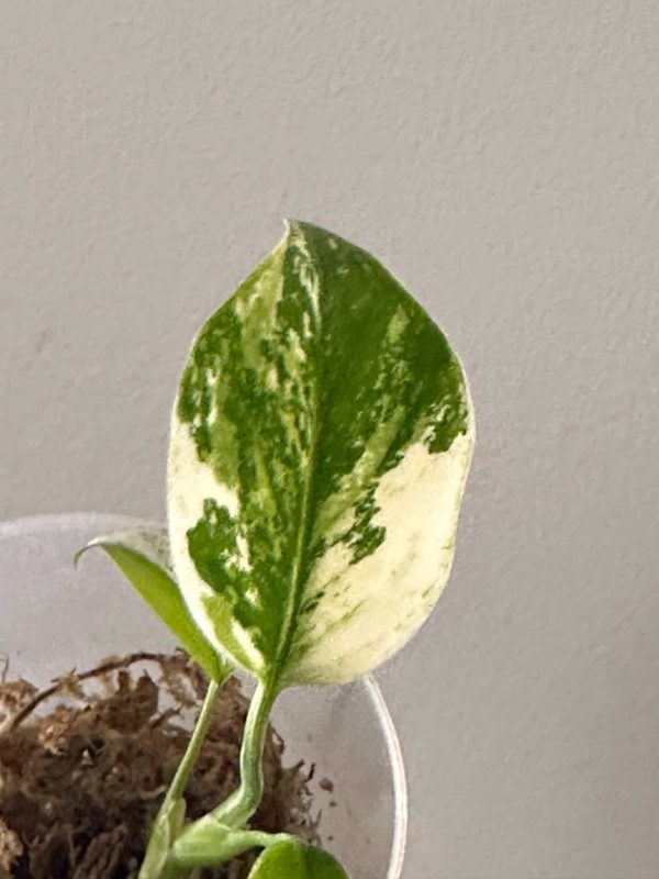 Monstera Constelação Jungle mint