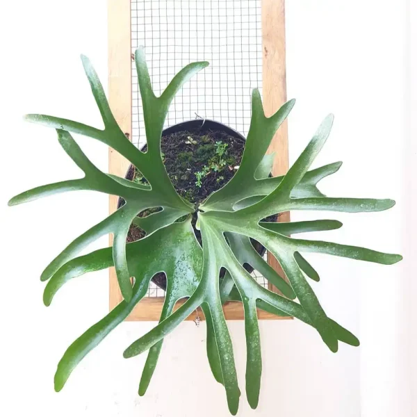 Planta dos Cornos de Alce - Image 4