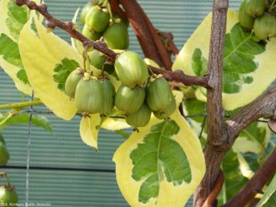 🦟🐯🥝Mini Kiwi Verde Tigrado Autofertil🥝🐯🦟