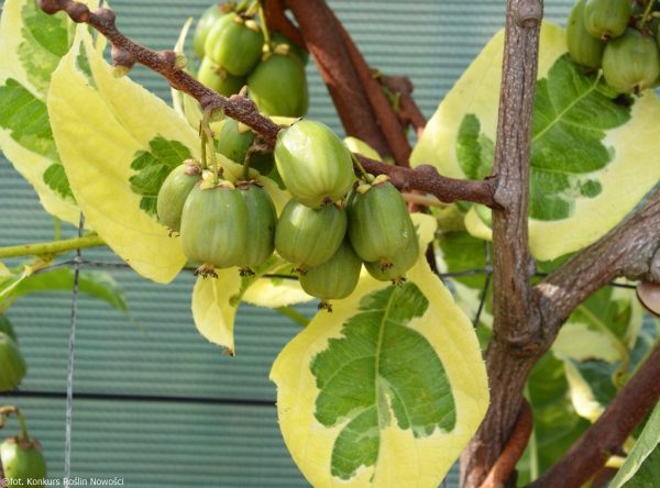 🦟🐯🥝Mini Kiwi Verde Tigrado Autofertil🥝🐯🦟