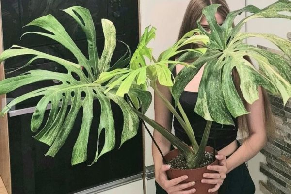 Monstera Constelação (Platinum Mint) - Image 4