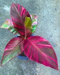 BANANEIRA anã de folha rosa variegata
