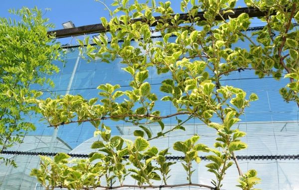 🦟🐯🥝Mini Kiwi Verde Tigrado Autofertil🥝🐯🦟 - Image 7