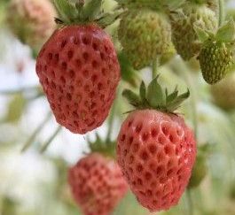 Morangueiros de sabor a pastilha elastica