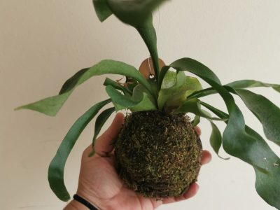 Planta dos Cornos de Veado Australiana