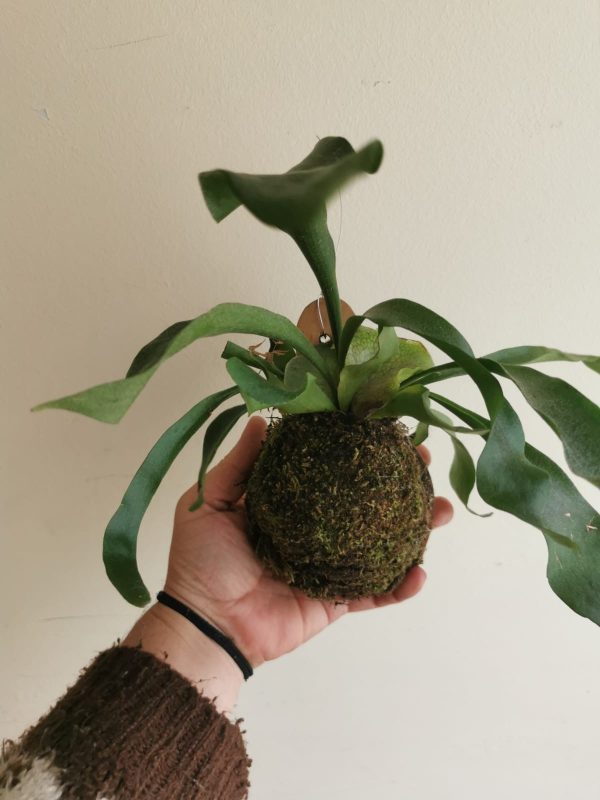Planta dos Cornos de Veado Australiana