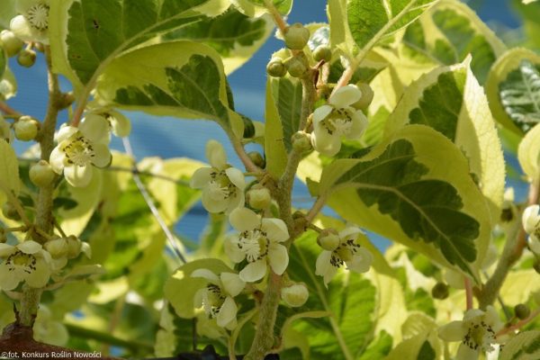 🦟🐯🥝Mini Kiwi Verde Tigrado Autofertil🥝🐯🦟 - Image 8