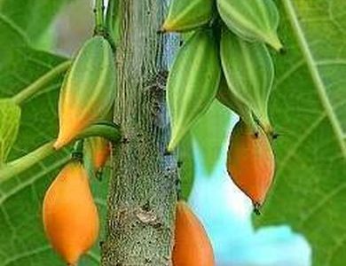 Papaia da de frio de fruto mini