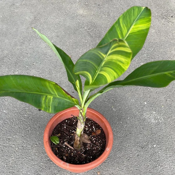 BANANEIRA de folha VARIEGATA Amarela - Image 3