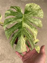 Monstera Constelação (Platinum Mint)