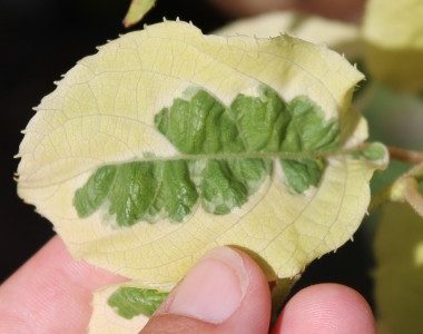 🦟🐯🥝Mini Kiwi Verde Tigrado Autofertil🥝🐯🦟