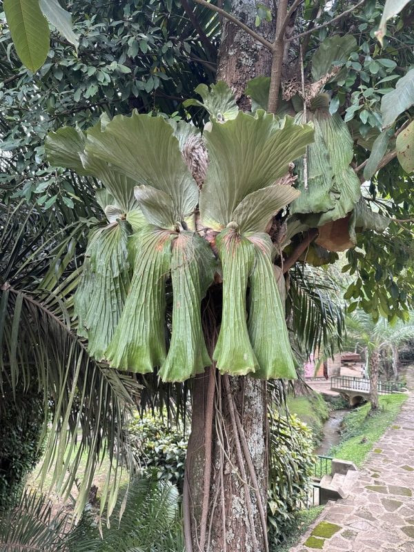 Planta dos Cornos de Veado Gigante de Angola - Image 5